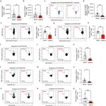 CD69 Antibody in Flow Cytometry (Flow)