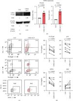 CD26 Antibody in Flow Cytometry (Flow)