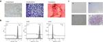 CD90.1 (Thy-1.1) Antibody in Flow Cytometry (Flow)