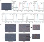 CD105 Antibody in Flow Cytometry (Flow)