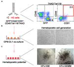 CD44 Antibody in Flow Cytometry (Flow)