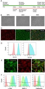 CD34 Antibody in Flow Cytometry (Flow)