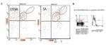 CD38 Antibody in Flow Cytometry (Flow)