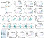 CD80 (B7-1) Antibody in Flow Cytometry (Flow)