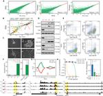 CD44 Antibody in Flow Cytometry (Flow)