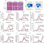 CD45 Antibody in Flow Cytometry (Flow)