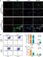 CD326 (EpCAM) Antibody in Immunocytochemistry, Flow Cytometry (ICC/IF, Flow)