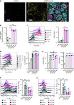 CD59 (Protectin) Antibody in Flow Cytometry (Flow)