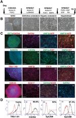 TRA-1-81 (Podocalyxin) Antibody in Flow Cytometry (Flow)