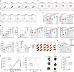 CD86 (B7-2) Antibody in Flow Cytometry (Flow)