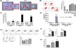 CD80 (B7-1) Antibody in Flow Cytometry (Flow)