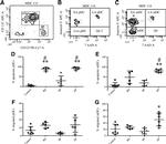 CD123 Antibody in Flow Cytometry (Flow)