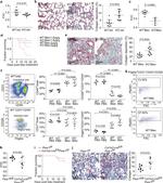 CD140a (PDGFRA) Antibody in Flow Cytometry (Flow)