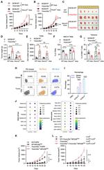 CD366 (TIM3) Antibody in Flow Cytometry (Flow)