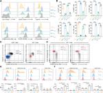 EOMES Antibody in Flow Cytometry (Flow)