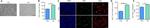 Ki-67 Antibody in Immunocytochemistry (ICC/IF)