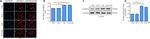 Ki-67 Antibody in Immunocytochemistry (ICC/IF)