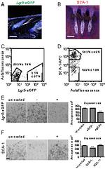 Ly-6A/E (Sca-1) Antibody in Immunohistochemistry, Flow Cytometry (IHC, Flow)