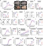 IL-17A Antibody in Flow Cytometry (Flow)