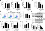 IL-17A Antibody in Flow Cytometry (Flow)