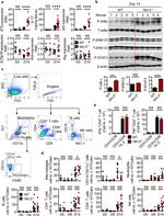 IFN gamma Antibody in Flow Cytometry (Flow)