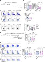 IFN gamma Antibody in Flow Cytometry (Flow)