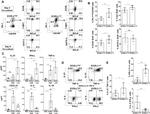 T-bet Antibody in Flow Cytometry (Flow)