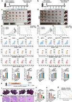 Granzyme B Antibody in Flow Cytometry (Flow)