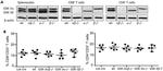 CD3e Antibody in Flow Cytometry (Flow)