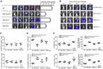 Granzyme B Antibody in Flow Cytometry (Flow)