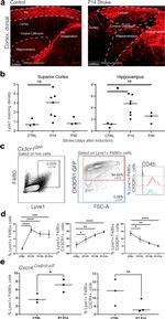 LYVE1 Antibody in Flow Cytometry (Flow)