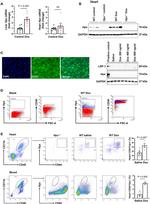 CD64 Antibody in Flow Cytometry (Flow)