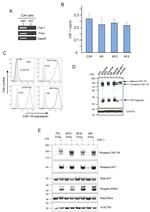 CD115 (c-fms) Antibody in Flow Cytometry (Flow)