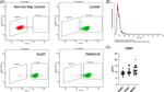 CD171 Antibody in Flow Cytometry (Flow)