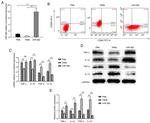 CD206 (MMR) Antibody in Flow Cytometry (Flow)