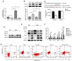 CD206 (MMR) Antibody in Flow Cytometry (Flow)