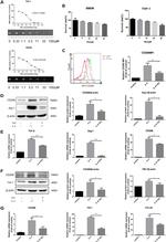 CD206 (MMR) Antibody in Flow Cytometry (Flow)