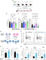 EGR2 Antibody in Flow Cytometry (Flow)