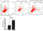 IL-17A Antibody in Flow Cytometry (Flow)