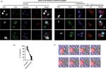 CD4 Antibody in Immunocytochemistry (ICC/IF)