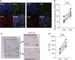 CD4 Antibody in Immunohistochemistry (IHC)