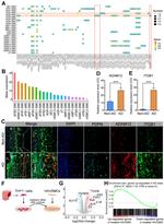 Podoplanin Antibody in Immunohistochemistry (IHC)