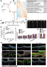 Podoplanin Antibody in Immunohistochemistry (IHC)