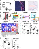 FOXP3 Antibody in Immunohistochemistry (IHC)