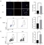 FOXP3 Antibody in Flow Cytometry (Flow)