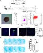 FOXP3 Antibody in Immunocytochemistry, Immunohistochemistry (ICC/IF, IHC)