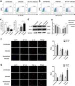 B7-H4 Antibody in Immunocytochemistry (ICC/IF)