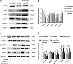 B7-H4 Antibody in Neutralization (Neu)