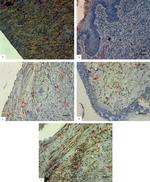 IL-10 Antibody in Immunohistochemistry (IHC)