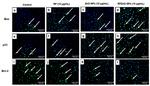 Bcl-2 Antibody in Immunocytochemistry (ICC/IF)